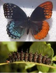 Speyeria diana gynandromorph (Internet Image property of respective owner, non-commercial use only)